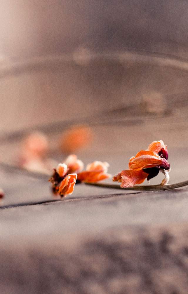 Pompes Funebres Angelina Saint Amand Les Eaux